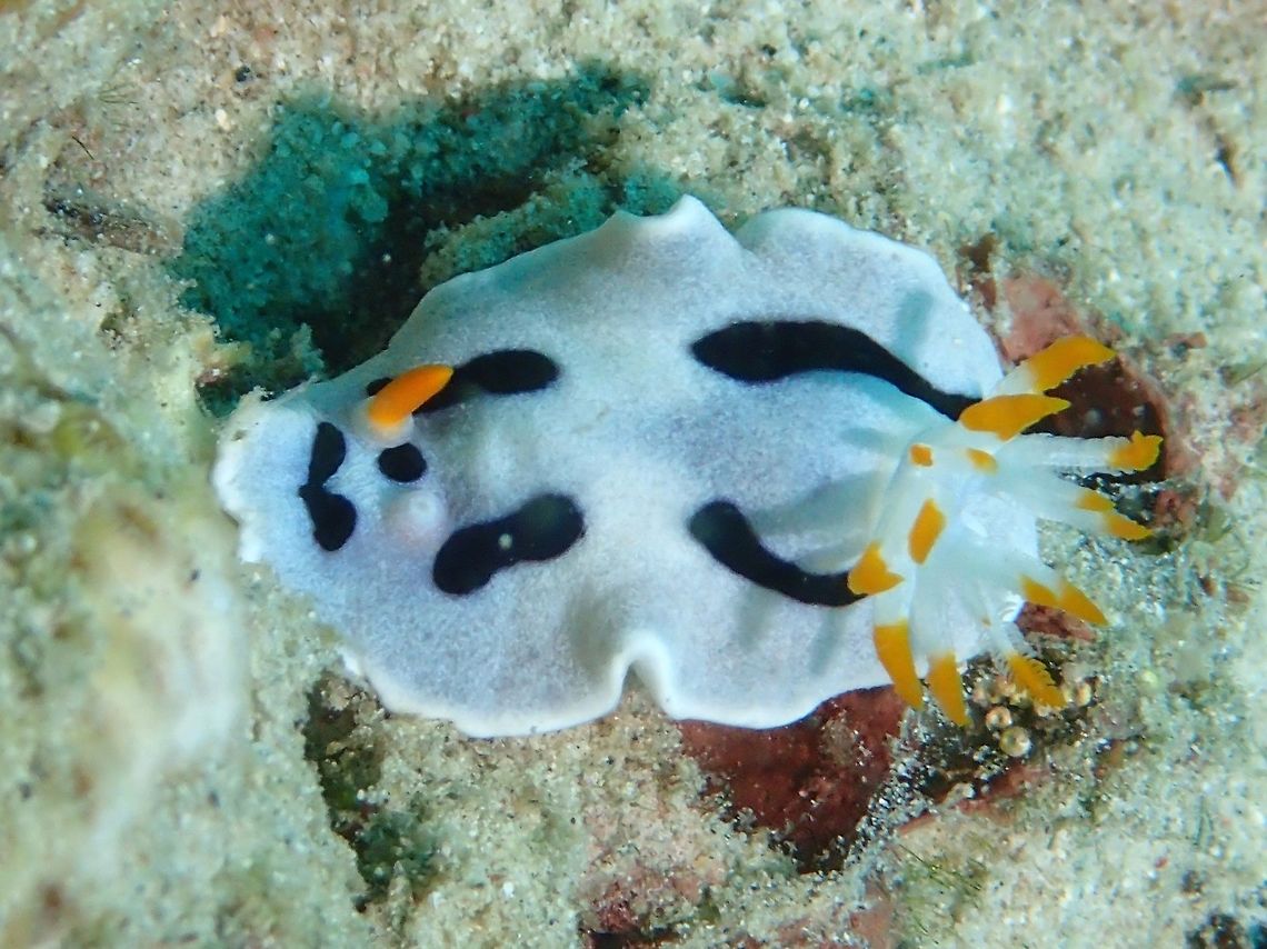 One-Horn Nudibranch  Anilao,Batangas,Chromodoris alcalai,Geotagged,Nudibranch,Philippines,Winter
