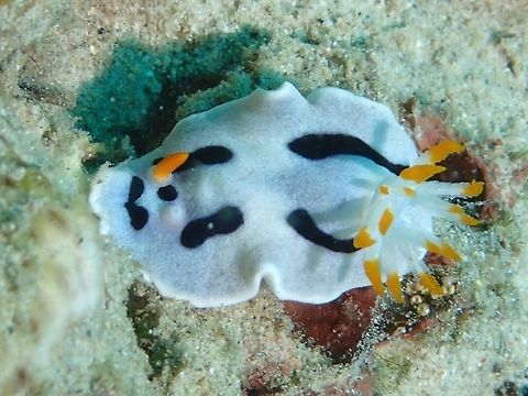 One-Horn Nudibranch  Anilao,Batangas,Chromodoris alcalai,Geotagged,Nudibranch,Philippines,Winter