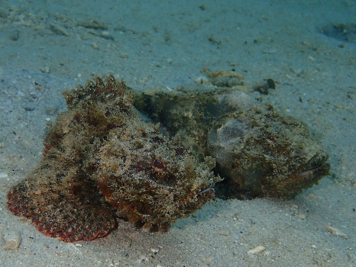 Pair of Stones This two Devil scorpionfish - Scorpaenopsis diabolus were hanging out together and each time one moves, the other will follow in the same direction.  I gather this is a pair and the one following is a male. Anilao,Batangas,Devil scorpionfish,Fish,Geotagged,Philippines,Scorpaenopsis diabolus,Scorpionfish,Winter