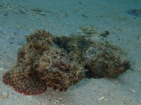 Pair of Stones This two Devil scorpionfish - Scorpaenopsis diabolus were hanging out together and each time one moves, the other will follow in the same direction.  I gather this is a pair and the one following is a male. Anilao,Batangas,Devil scorpionfish,Fish,Geotagged,Philippines,Scorpaenopsis diabolus,Scorpionfish,Winter
