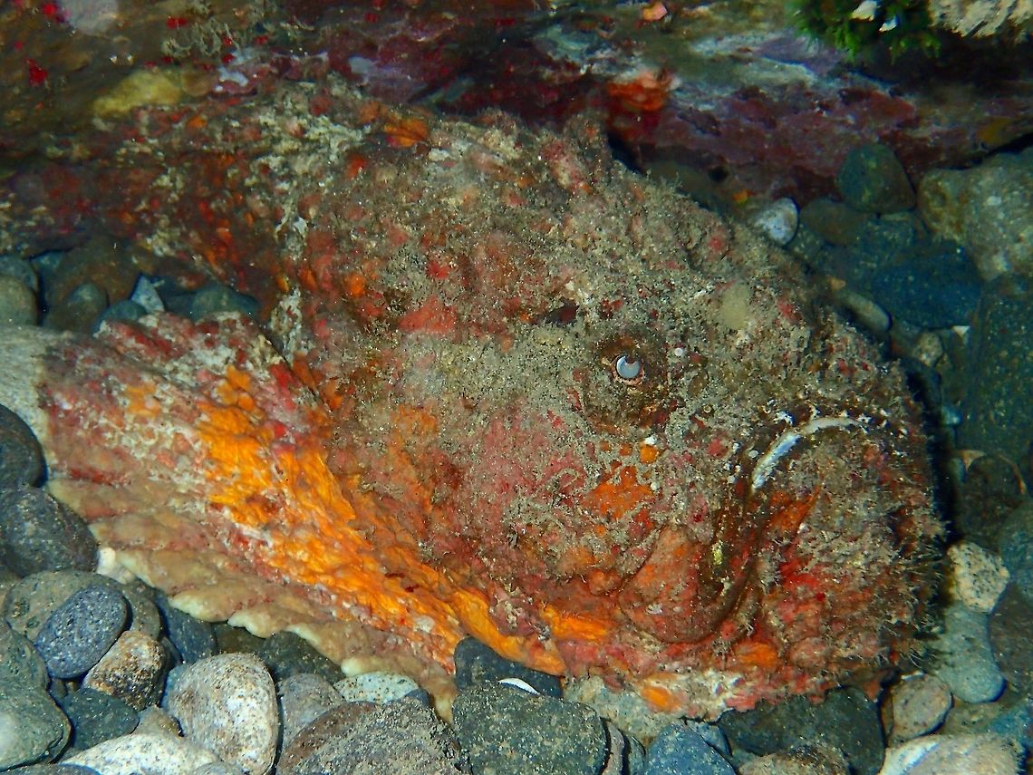Grumpy Reef Stonefish - Synanceia verrucosa Anilao,Batangas,Fish,Geotagged,Philippines,Reef stonefish,Stonefish,Synanceia verrucosa,Winter