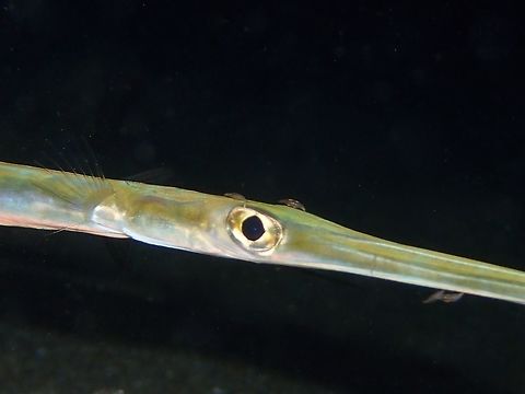 Hitch Hikers This poor Cornetfish - Fistularia commersonii has several parasites on its face and mouth.  There were more parasites on its body.

They are also known as Flutemouth. Anilao,Batangas,Bluespotted cornetfish,Fish,Fistularia commersonii,Flutemouth,Geotagged,Philippines,Winter
