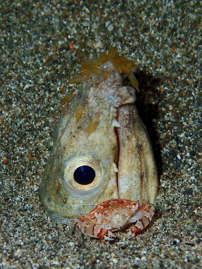 Partying parasites This poor Black-Finned Snake Eel - Ophichthus melanochir has loads of parasites around its mouth :( Anilao,Batangas,Black-Finned Snake Eel,Eel,Fish,Geotagged,Highfin snake eel,Ophichthus altipennis,Philippines,Snake Eel,Winter