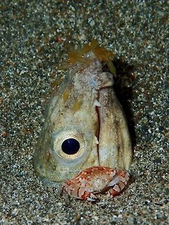 Partying parasites This poor Black-Finned Snake Eel - Ophichthus melanochir has loads of parasites around its mouth :( Anilao,Batangas,Black-Finned Snake Eel,Eel,Fish,Geotagged,Highfin snake eel,Ophichthus altipennis,Philippines,Snake Eel,Winter