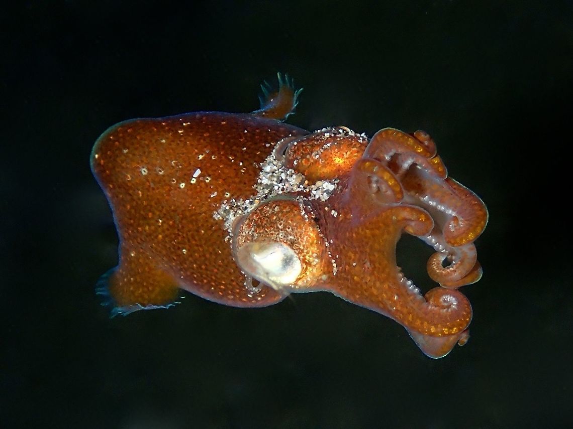 Flying The Hummingbird Bobtail Squid - Euprymna berry is also known as Berry&#039;s Bobtail Squid.<br />
They are very small in size, around 2 cm although often times smaller.  Usually seen at night among sandy bottom.<br />
Sometimes, only their eyes are visible as they buries themselves into the sandy bottom.  They can be quite fun to watch as they moves from place to place when they realised they have been discovered, by burying themselves into the sands while their head is still exposed, they will use their tentacles to arrange small pebbles/sands over the head until more of its head are covered! Anilao,Batangas,Bobtail Squid,Euprymna berry,Euprymna berryi,Geotagged,Hummingbird Bobtail Squid,Philippines,Squid,Winter