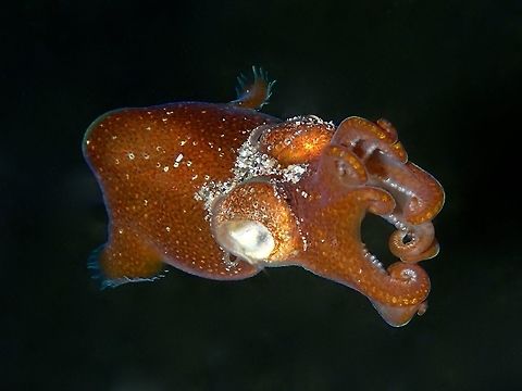 Flying The Hummingbird Bobtail Squid - Euprymna berry is also known as Berry's Bobtail Squid.
They are very small in size, around 2 cm although often times smaller.  Usually seen at night among sandy bottom.
Sometimes, only their eyes are visible as they buries themselves into the sandy bottom.  They can be quite fun to watch as they moves from place to place when they realised they have been discovered, by burying themselves into the sands while their head is still exposed, they will use their tentacles to arrange small pebbles/sands over the head until more of its head are covered! Anilao,Batangas,Bobtail Squid,Euprymna berry,Euprymna berryi,Geotagged,Hummingbird Bobtail Squid,Philippines,Squid,Winter