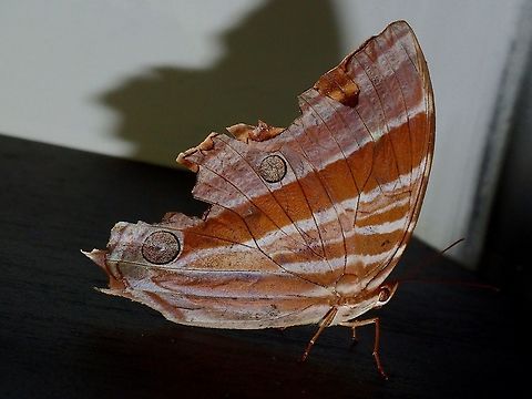 Amathusia phidippus pollicaris