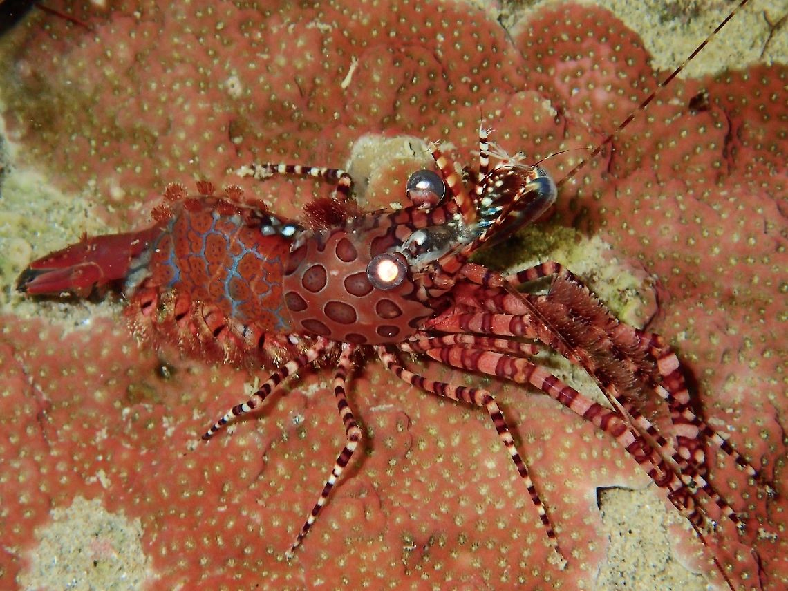 Common Marble Shrimp - Saron marmoratus The Common Marble Shrimp - Saron marmoratus are usually very shy and is likelier to see them at night where its possible to see them more in the open area, otherwise, they tends to hide among crevices of hard corals. Anilao,Batangas,Common Marble Shrimp,Geotagged,Marble Shrimp,Philippines,Saron,Saron marmoratus,Shrimp,Winter