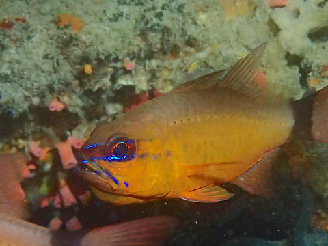 Brooding Eggs This Flower Cardinalfish - Ostorhinchus fleurieu was brooding eggs, but it was not opening up its mouth too much, so can barely see the silverish-coloured eggs in its mouth. Anilao,Batangas,Cardinalfish,Fish,Flower cardinalfish,Geotagged,Ostorhinchus fleurieu,Philippines,Ring-tailed cardinalfish,Winter