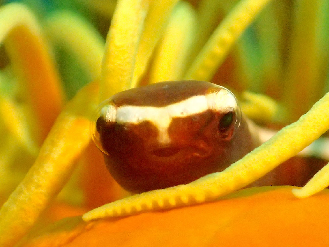 Peeking at you Crinoid Clingfish - Discotrema monogrammum is small clingfish (up to 45 mm in length) which lives among the arms of crinoids.  The colours may varies depending on the host Crinoid, in this case, it was yellow/brownish.<br />
<br />
This was the host Crinoid where this Clingfish was found :<br />
<br />
<figure class="photo"><a href="https://www.jungledragon.com/image/48314/crinoid_-_sea_lilies.html" title="Crinoid - Sea Lilies"><img src="https://s3.amazonaws.com/media.jungledragon.com/images/2994/48314_thumb.jpg?AWSAccessKeyId=05GMT0V3GWVNE7GGM1R2&Expires=1769040010&Signature=VvNfIC00wfxeN5xjaSr5US6z2WY%3D" width="200" height="150" alt="Crinoid - Sea Lilies Crinoids are marine animals that make up the class Crinoidea of the echinoderms (phylum Echinodermata). The name comes from the Greek word krinon, "a lily", and eidos, "form". They live in both shallow water[citation needed] and in depths as great as 9,000 meters (30,000 ft). Those crinoids which, in their adult form, are attached to the sea bottom by a stalk are commonly called sea lilies. The unstalked forms are called feather stars or comatulids.<br />
<br />
Crinoids are characterised by a mouth on the top surface that is surrounded by feeding arms. They have a U-shaped gut, and their anus is located next to the mouth. Although the basic echinoderm pattern of fivefold symmetry can be recognised, most crinoids have many more than five arms. Crinoids usually have a stem used to attach themselves to a substrate, but many live attached only as juveniles and become free-swimming as adults.<br />
<br />
There are only about 600 extant crinoid species, but they were much more abundant and diverse in the past. Some thick limestone beds dating to the mid- to late-Paleozoic are almost entirely made up of disarticulated crinoid fragments. Anilao,Batangas,Crinoid,Geotagged,Philippines,Sea Lilies,Winter" /></a></figure><br />
 Anilao,Batangas,Clingfish,Discotrema monogrammum,Fish,Geotagged,One-line Clingfish,Philippines,Winter