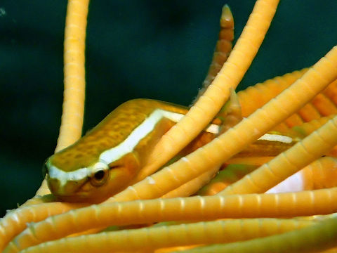 One-line Clingfish - Discotrema monogrammum This One-line Clingfish - Discotrema crinophilum lives among Crinoids, taking the colours of the host Crinoid to make them well camouflaged and very difficult to find.

This species was only recently described in the year 2008.

This was the host Crinoid where it was found :

https://www.jungledragon.com/image/48314/crinoid_-_sea_lilies.html
 Anilao,Batangas,Clingfish,Discotrema monogrammum,Fish,Geotagged,One-line Clingfish,Philippines,Winter