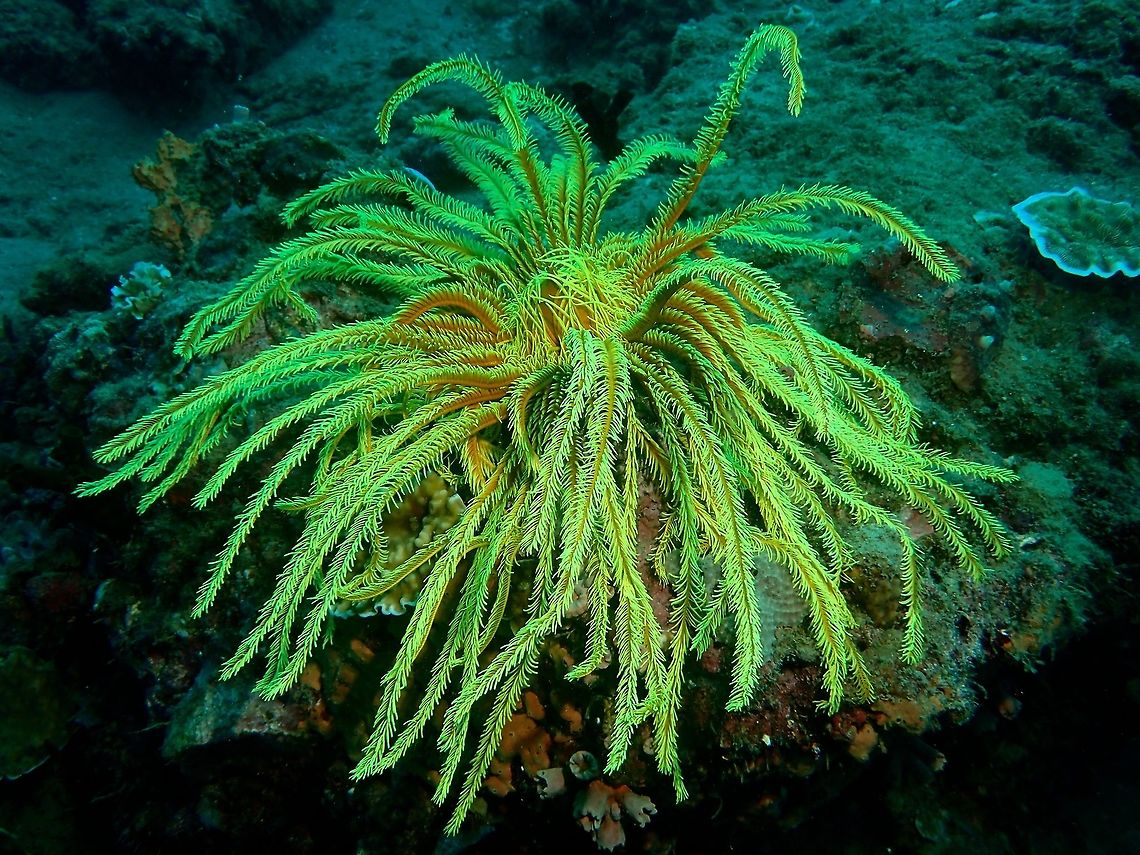Crinoid - Sea Lilies Crinoids are marine animals that make up the class Crinoidea of the echinoderms (phylum Echinodermata). The name comes from the Greek word krinon, &quot;a lily&quot;, and eidos, &quot;form&quot;. They live in both shallow water[citation needed] and in depths as great as 9,000 meters (30,000 ft). Those crinoids which, in their adult form, are attached to the sea bottom by a stalk are commonly called sea lilies. The unstalked forms are called feather stars or comatulids.<br />
<br />
Crinoids are characterised by a mouth on the top surface that is surrounded by feeding arms. They have a U-shaped gut, and their anus is located next to the mouth. Although the basic echinoderm pattern of fivefold symmetry can be recognised, most crinoids have many more than five arms. Crinoids usually have a stem used to attach themselves to a substrate, but many live attached only as juveniles and become free-swimming as adults.<br />
<br />
There are only about 600 extant crinoid species, but they were much more abundant and diverse in the past. Some thick limestone beds dating to the mid- to late-Paleozoic are almost entirely made up of disarticulated crinoid fragments. Anilao,Batangas,Crinoid,Geotagged,Philippines,Sea Lilies,Winter