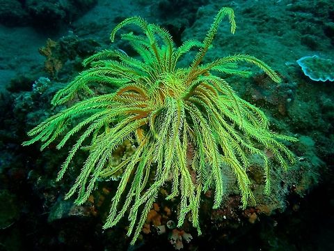 Crinoid - Sea Lilies Crinoids are marine animals that make up the class Crinoidea of the echinoderms (phylum Echinodermata). The name comes from the Greek word krinon, "a lily", and eidos, "form". They live in both shallow water[citation needed] and in depths as great as 9,000 meters (30,000 ft). Those crinoids which, in their adult form, are attached to the sea bottom by a stalk are commonly called sea lilies. The unstalked forms are called feather stars or comatulids.

Crinoids are characterised by a mouth on the top surface that is surrounded by feeding arms. They have a U-shaped gut, and their anus is located next to the mouth. Although the basic echinoderm pattern of fivefold symmetry can be recognised, most crinoids have many more than five arms. Crinoids usually have a stem used to attach themselves to a substrate, but many live attached only as juveniles and become free-swimming as adults.

There are only about 600 extant crinoid species, but they were much more abundant and diverse in the past. Some thick limestone beds dating to the mid- to late-Paleozoic are almost entirely made up of disarticulated crinoid fragments. Anilao,Batangas,Crinoid,Geotagged,Philippines,Sea Lilies,Winter
