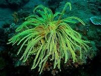 Crinoid - Sea Lilies Crinoids are marine animals that make up the class Crinoidea of the echinoderms (phylum Echinodermata). The name comes from the Greek word krinon, "a lily", and eidos, "form". They live in both shallow water[citation needed] and in depths as great as 9,000 meters (30,000 ft). Those crinoids which, in their adult form, are attached to the sea bottom by a stalk are commonly called sea lilies. The unstalked forms are called feather stars or comatulids.<br />
<br />
Crinoids are characterised by a mouth on the top surface that is surrounded by feeding arms. They have a U-shaped gut, and their anus is located next to the mouth. Although the basic echinoderm pattern of fivefold symmetry can be recognised, most crinoids have many more than five arms. Crinoids usually have a stem used to attach themselves to a substrate, but many live attached only as juveniles and become free-swimming as adults.<br />
<br />
There are only about 600 extant crinoid species, but they were much more abundant and diverse in the past. Some thick limestone beds dating to the mid- to late-Paleozoic are almost entirely made up of disarticulated crinoid fragments. Anilao,Batangas,Crinoid,Geotagged,Philippines,Sea Lilies,Winter