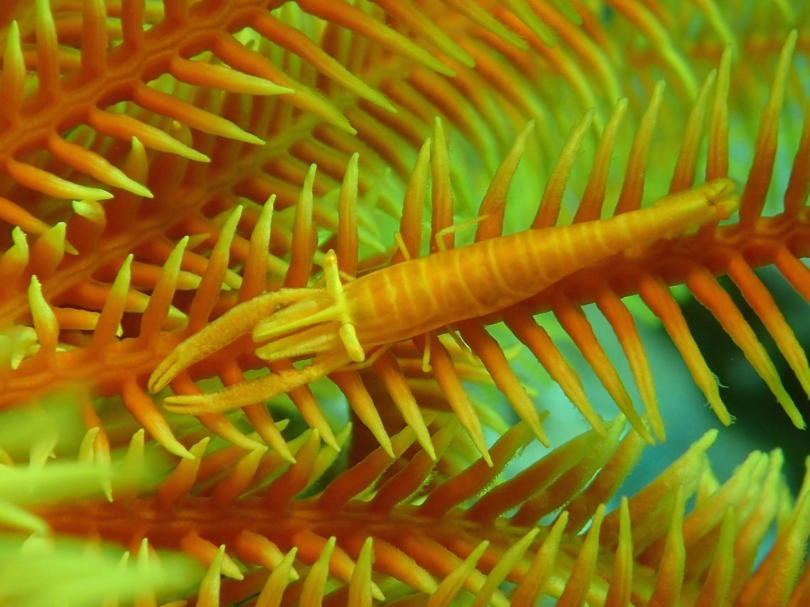 Crinoi Shrimp - Periclimenes cornutus This Crinoid Shrimp - Periclimenes cornutus lives exclusively in Crinoids, taking in the colours of the host for perfect camouflage.<br />
<br />
The host Crinoid can be seen here :<br />
<br />
<figure class="photo"><a href="https://www.jungledragon.com/image/48314/crinoid_-_sea_lilies.html" title="Crinoid - Sea Lilies"><img src="https://s3.amazonaws.com/media.jungledragon.com/images/2994/48314_thumb.jpg?AWSAccessKeyId=05GMT0V3GWVNE7GGM1R2&Expires=1767225610&Signature=MXzuKMDwSmel%2Fns3mADZslHKRRA%3D" width="200" height="150" alt="Crinoid - Sea Lilies Crinoids are marine animals that make up the class Crinoidea of the echinoderms (phylum Echinodermata). The name comes from the Greek word krinon, &quot;a lily&quot;, and eidos, &quot;form&quot;. They live in both shallow water[citation needed] and in depths as great as 9,000 meters (30,000 ft). Those crinoids which, in their adult form, are attached to the sea bottom by a stalk are commonly called sea lilies. The unstalked forms are called feather stars or comatulids.<br />
<br />
Crinoids are characterised by a mouth on the top surface that is surrounded by feeding arms. They have a U-shaped gut, and their anus is located next to the mouth. Although the basic echinoderm pattern of fivefold symmetry can be recognised, most crinoids have many more than five arms. Crinoids usually have a stem used to attach themselves to a substrate, but many live attached only as juveniles and become free-swimming as adults.<br />
<br />
There are only about 600 extant crinoid species, but they were much more abundant and diverse in the past. Some thick limestone beds dating to the mid- to late-Paleozoic are almost entirely made up of disarticulated crinoid fragments. Anilao,Batangas,Crinoid,Geotagged,Philippines,Sea Lilies,Winter" /></a></figure><br />
 Anilao,Batangas,Crinoid Shrimp,Geotagged,Periclimenes cornutus,Philippines,Shrimp,Winter