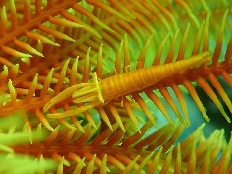 Crinoi Shrimp - Periclimenes cornutus This Crinoid Shrimp - Periclimenes cornutus lives exclusively in Crinoids, taking in the colours of the host for perfect camouflage.

The host Crinoid can be seen here :

https://www.jungledragon.com/image/48314/crinoid_-_sea_lilies.html
 Anilao,Batangas,Crinoid Shrimp,Geotagged,Periclimenes cornutus,Philippines,Shrimp,Winter