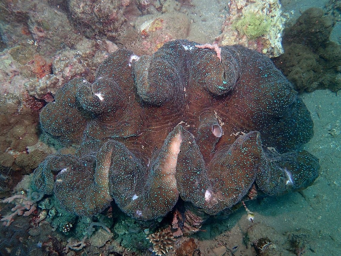 Giant Clam - Tridacna gigas This Giant Clam - Tridacna gigas is really huge, at least 1 meter in size and is the same one that I have seen since diving at this location for the last 14 years. Anilao,Batangas,Clam,Geotagged,Giant clam,Philippines,Tridacna (Tridacna) gigas,Winter