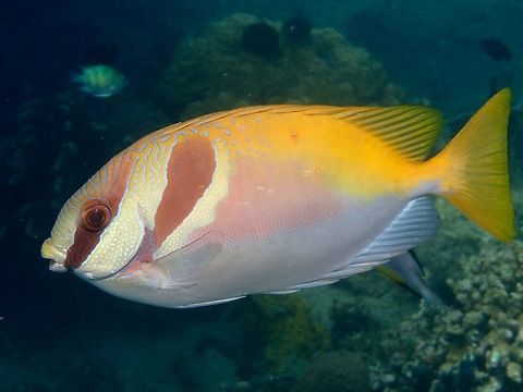 Virgate Rabbitfish - Siganus Virgatus The Virgate Rabbitfish - Siganus Virgatus has yellow upper body with pale blue spots, white lower body, tail yellow; pair of dark bands on head and forebody Anilao,Batangas,Fish,Geotagged,Philippines,Rabbitfish,Siganus Virgatus,Siganus virgatus,Virgate Rabbitfish,Winter