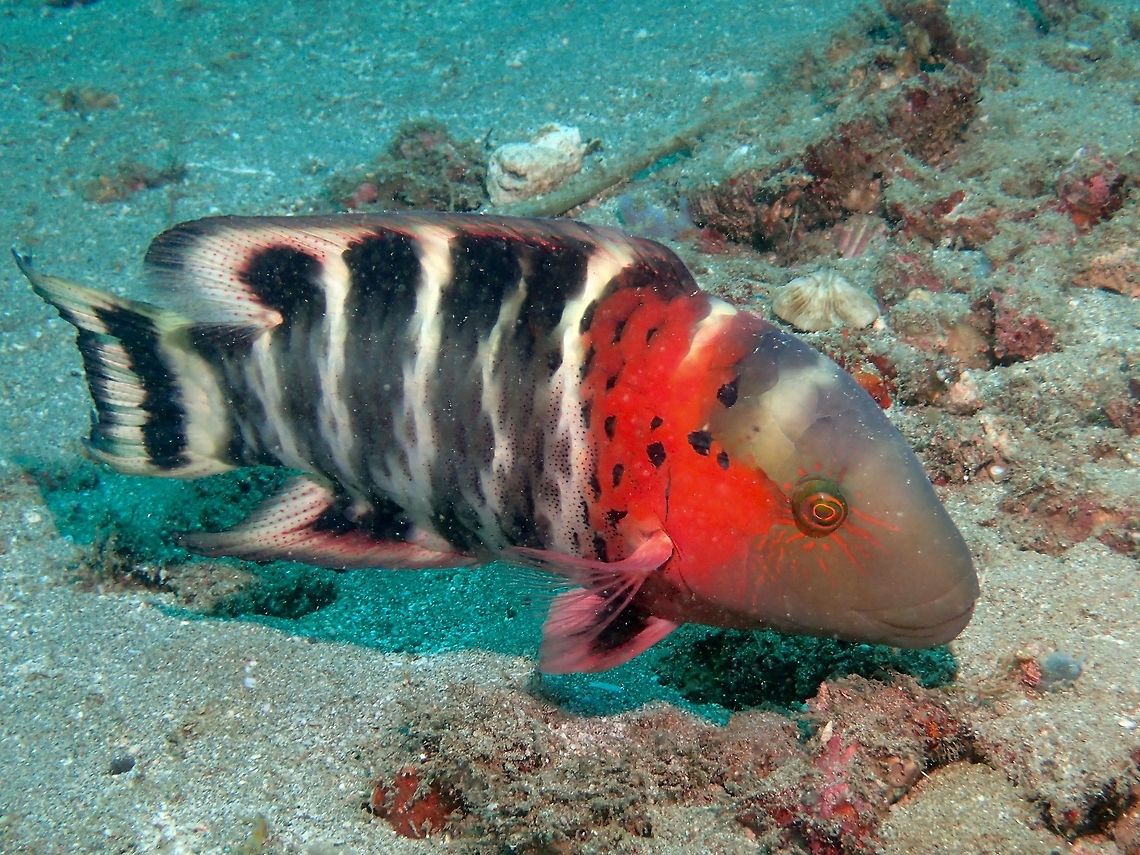 Redbreasted Wrasse - Cheilinus fasciatus The Redbreasted Wrasse - Cheilinus fasciatus has red-orange rear head and forebody; alternating white and blackish bars on body and tail.  Anilao,Batangas,Cheilinus fasciatus,Fish,Geotagged,Philippines,Redbreasted Wrasse,Winter,Wrasse
