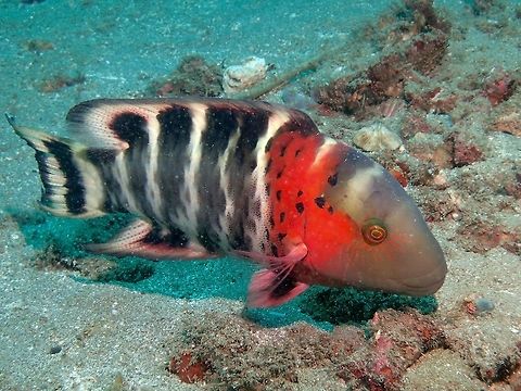 Redbreasted Wrasse - Cheilinus fasciatus The Redbreasted Wrasse - Cheilinus fasciatus has red-orange rear head and forebody; alternating white and blackish bars on body and tail.  Anilao,Batangas,Cheilinus fasciatus,Fish,Geotagged,Philippines,Redbreasted Wrasse,Winter,Wrasse
