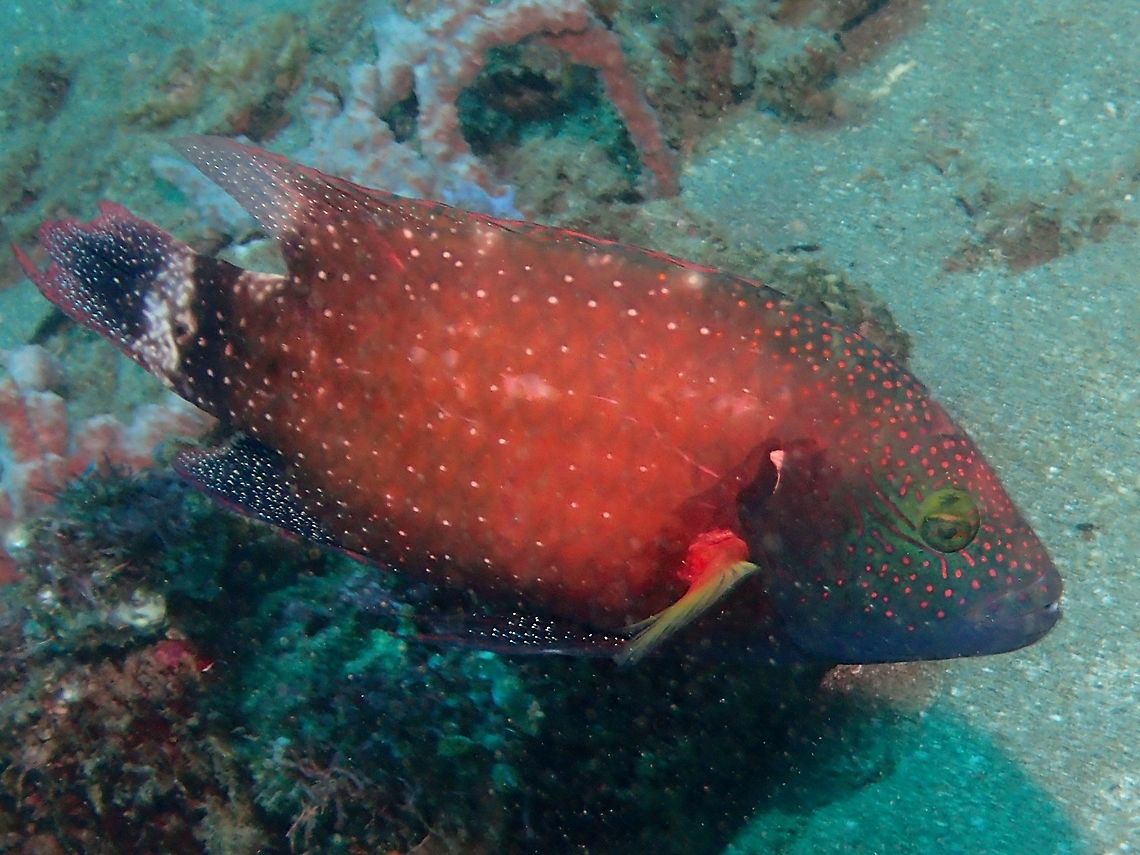 Floral Wrasse - Cheilinus chlorourus The Floral Wrasse - Cheilinus chlorourus is highly variable from orange-brown to green-brown; usually prominent horizontal rows of pink or white dots, often white to whitish blotches on back and tail. Anilao,Batangas,Cheilinus chlorourus,Fish,Floral Wrasse,Geotagged,Philippines,Winter,Wrasse