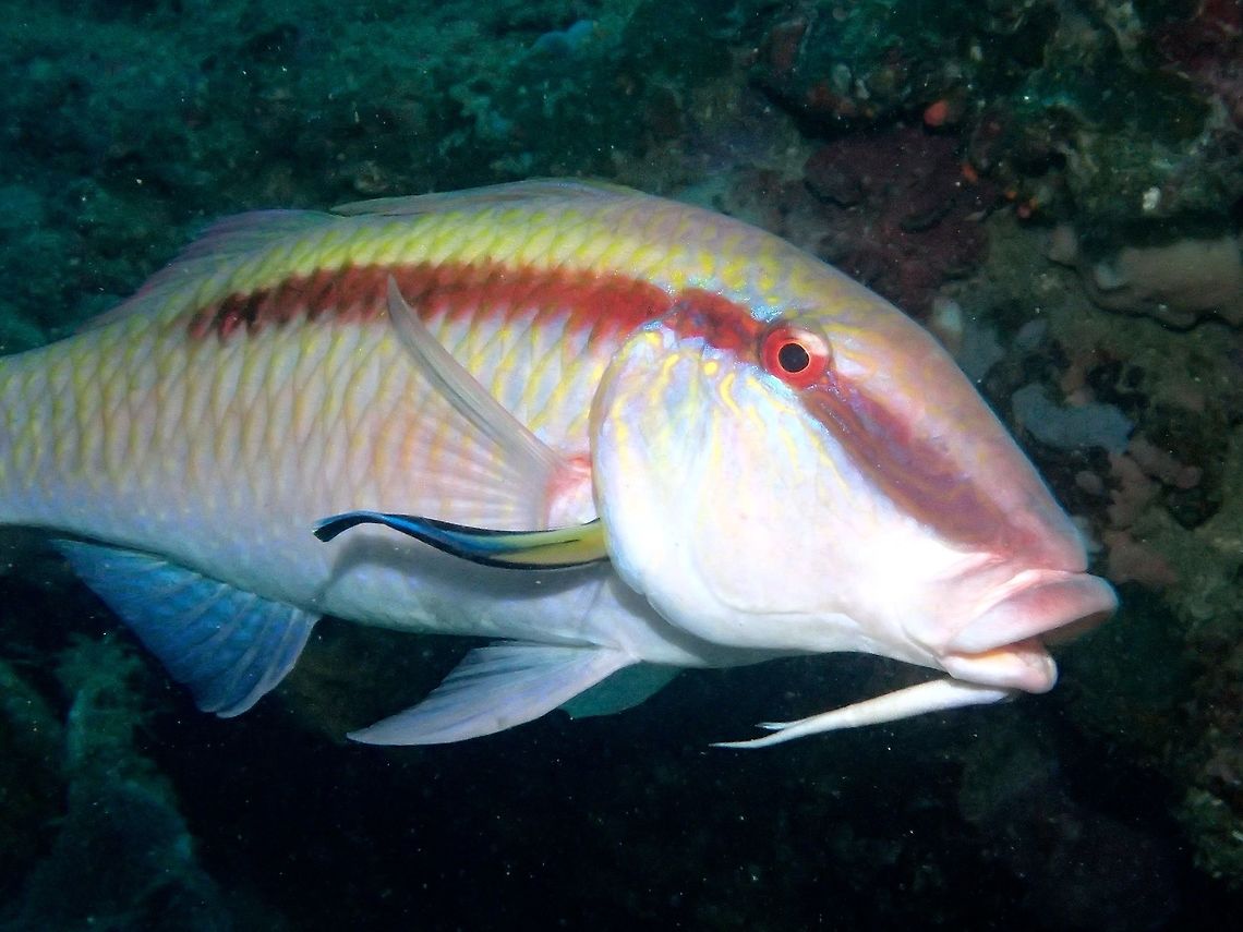Dash-Dot Goatfish - Parupeneus barberinus The Dash-Dot Goatfish - Parupeneus barberinus is white with pale gray to yellow on upper back; narrow black stripe extends from snout to below 2nd dorsal fin; large black spot on tail base.<br />
<br />
Goatfishes has 2 barbels, which they used to scour the sandy bottom looking for food.<br />
In this picture, its gills is being cleaned by a Bluestreak Cleaner Wrasse. Anilao,Batangas,Dash-and-dot goatfish,Fish,Geotagged,Goatfish,Parupeneus barberinus,Philippines,Winter