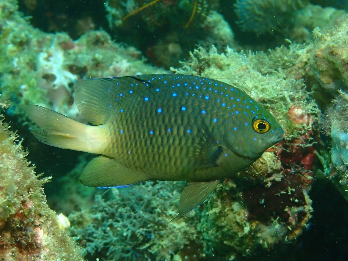 Jewel Damsel - Plectroglyphidodon lacrymatus The Jewel Damsel - Plectroglyphidodon lacrymatus is brown with black scale margins, often gradating to tan or whitish on rear body and tail; small blue spots scattered on head and body. Anilao,Batangas,Damselfish,Fish,Geotagged,Philippines,Plectroglyphidodon lacrymatus,Whitespotted devil,Winter