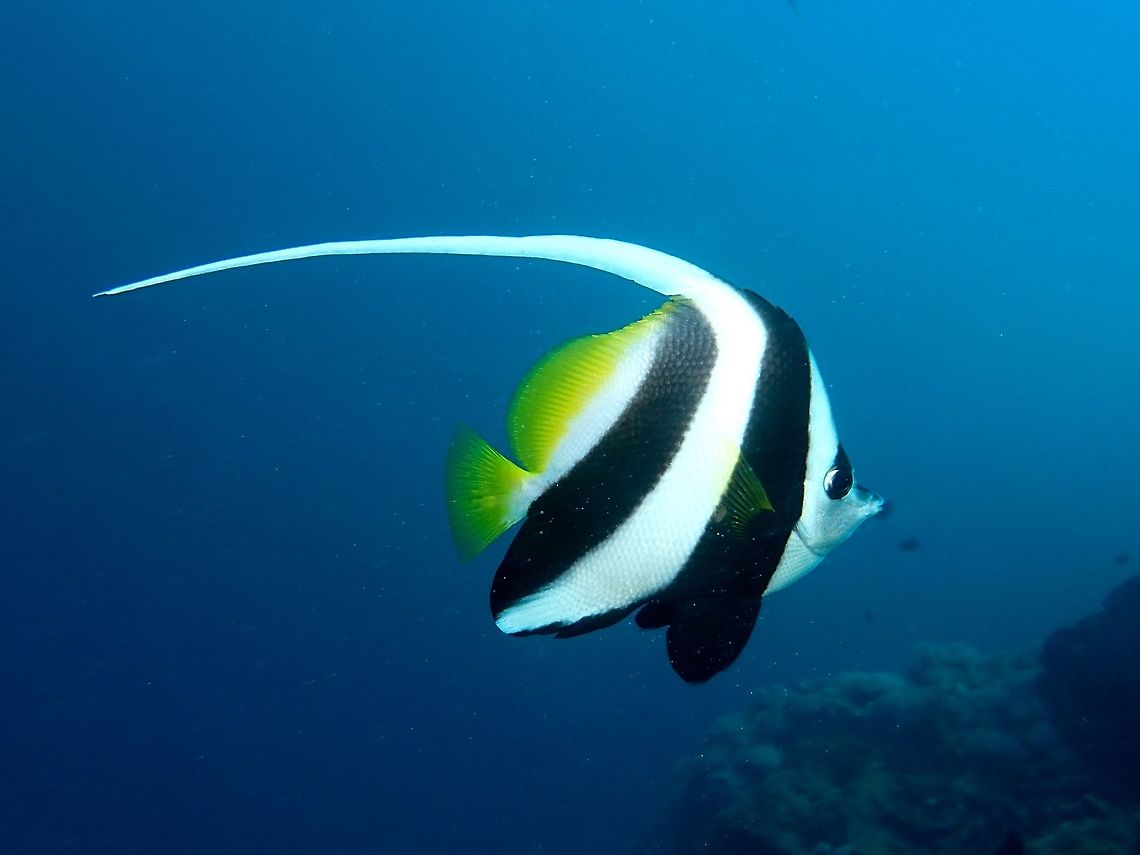 Longfin Bannerfish - Heniochus acuminatus The Longfin Bannerfish - Heniochus acuminatus is white with pair of black bands; the second ending behind the tip of the anal fin; elongated dorsal fin filament; long snout compared to similar Schooling Bannerfishes - Heniochus diphreutes. Anilao,Bannerfish,Batangas,Fish,Geotagged,Heniochus acuminatus,Pennant coralfish,Philippines,Winter