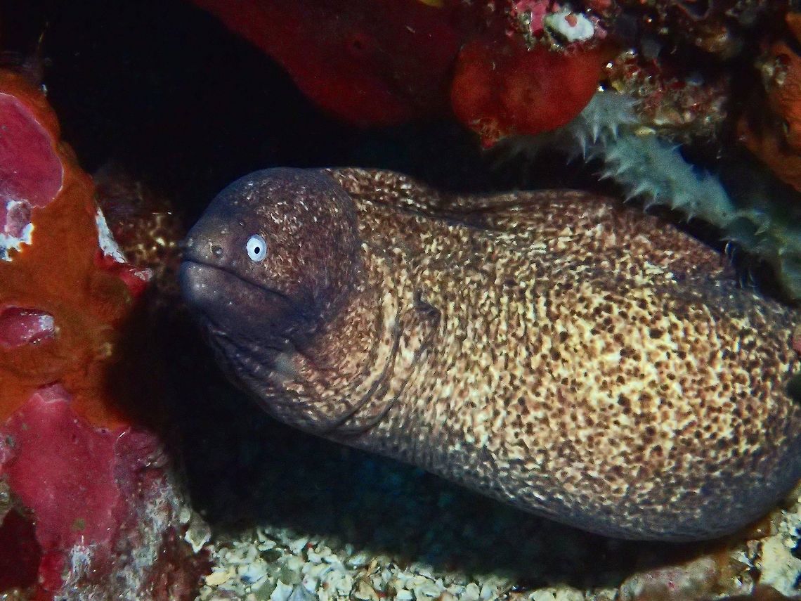 White-Eyed Moray Eel - Gymnothorax thyrsoideus The White-Eyed Moray Eel - Gymnothorax thyrsoideus is whitish or pale yellow-brown with dense scattering of small brown spots; purplish gray head with distinctive white iris.<br />
<br />
It is also known by other scientific name - Siderea thyrsoidea Anilao,Batangas,Fish,Geotagged,Greyface moray,Gymnothorax thyrsoideus,Moray,Moray Eel,Philippines,Siderea thyrsoidea,White-Eyed Moral Eel,Winter