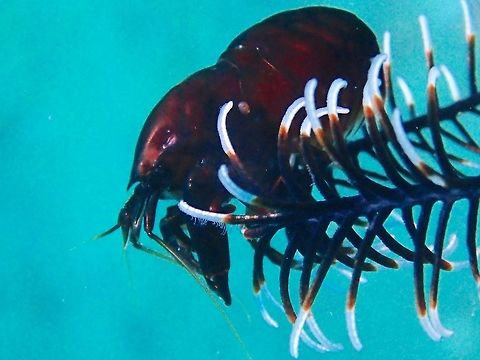 DeMan's Snapping Shrimp - Synalpheus demani This Snapping Shrimp - Synalpheus demani lives in commensal among Crinoids.

Snapping Shrimps from Alpheidaefamily is characterized by having asymmetrical claws, the larger of which is typically capable of producing a loud snapping sound.

Interesting facts about this Snapping Shrimp :

1. The Snapping Shrimp competes with much larger animals such as the sperm whale and beluga whale for the title of loudest animal in the sea.
The Shrimp snaps a specialized claw shut to create a cavitation bubble that generates acoustic pressures of up to 80 kPa at a distance of 4 cm from the claw. As it extends out from the claw, the bubble reaches speeds of 100 km/h (62 mph) and releases a sound reaching 218 decibels. The pressure is strong enough to kill small fish. It corresponds to a zero to peak pressure level of 218 decibels relative to one micropascal (dB re 1 &mu;Pa), equivalent to a zero to peak source level of 190 dB re 1 &mu;Pa at the standard reference distance of 1 m. Au and Banks measured peak to peak source levels between 185 and 190 dB re 1 &mu;Pa at 1 m, depending on the size of the claw. Similar values are reported by Ferguson and Cleary. The duration of the click is less than 1 millisecond.

2. The snap can also produce sonoluminescence from the collapsing cavitation bubble. As it collapses, the cavitation bubble reaches temperatures of over 5,000 K (4,700 &deg;C). In comparison, the surface temperature of the sun is estimated to be around 5,800 K (5,500 &deg;C). The light is of lower intensity than the light produced by typical sonoluminescence and is not visible to the naked eye. It is most likely a by-product of the shock wave with no biological significance. However, it was the first known instance of an animal producing light by this effect. It has subsequently been discovered that another group of crustaceans, the mantis shrimp, contains species whose club-like forelimbs can strike so quickly and with such force as to induce sonoluminescent cavitation bubbles upon impact.

3. The snapping is used for hunting (hence the alternative name "pistol shrimp"), as well as for communication. When hunting, the shrimp usually lies in an obscured spot, such as a burrow. The shrimp then extends its antennae outwards to determine if any fish are passing by. Once it feels movement, the shrimp inches out of its hiding place, pulls back its claw, and releases a "shot" which stuns the prey; the shrimp then pulls it to the burrow and feeds. Anilao,Batangas,DeMan's Snapping Shrimp,Geotagged,Philippines,Shrimp,Snapping Shrimp,Synalpheus demani,Winter