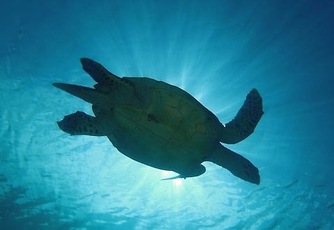 Hawksbill Turtle - Eretmochelys imbricata This is a male Hawksbill Turtle - Eretmochelys imbricata, the 'tail' is much longer than the tails of females :D Anilao,Batangas,Eretmochelys imbricata,Geotagged,Hawksbill Turtle,Hawksbill sea turtle,Philippines,Turtle,Winter