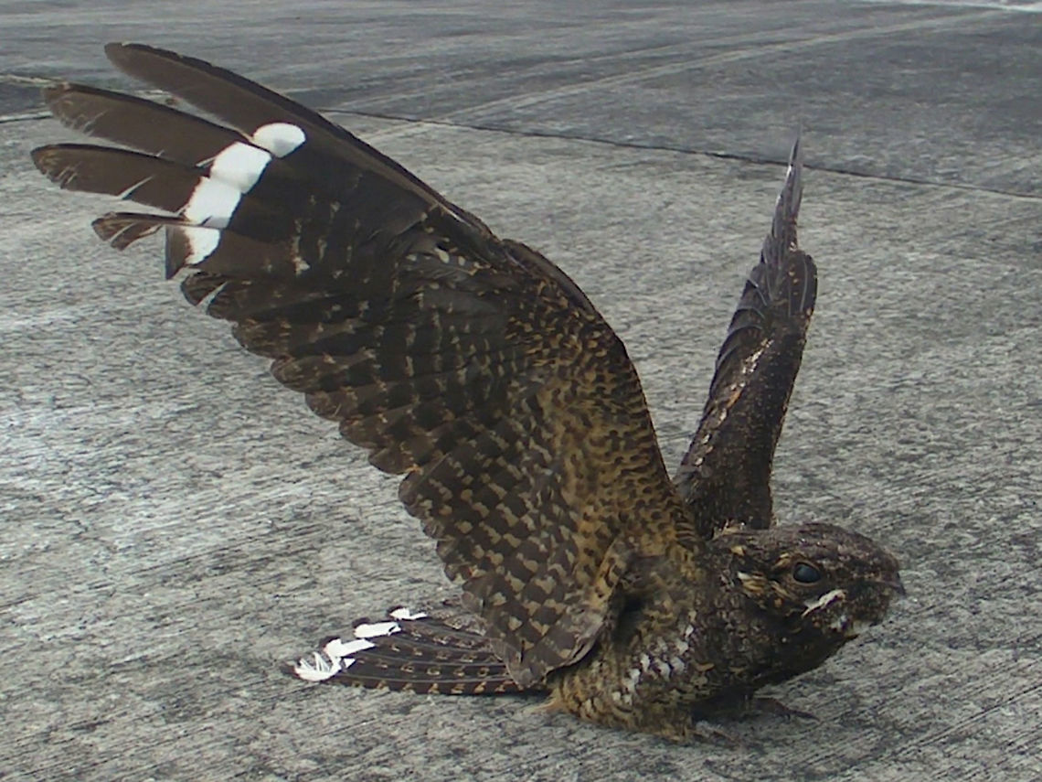 Taking flight! Saw this bird on Layang-Layang Island (the Malaysian name for Swallow's Reef). It is a man-made island.<br />
Not sure, but is it a Nightjar? It was showing a defensive posture when I approached, flapping its wings and even 'screaming' at me in an aggressive manner, but it didn't fly away. It was probably exhausted from long journey or injured. The island, Layang-Layang is used by migratory birds. Bird,Caprimulgus macrurus,Geotagged,Large-tailed nightjar,Layang-Layang Island,Malaysia,Nightjar,Spring,Swallow Reef