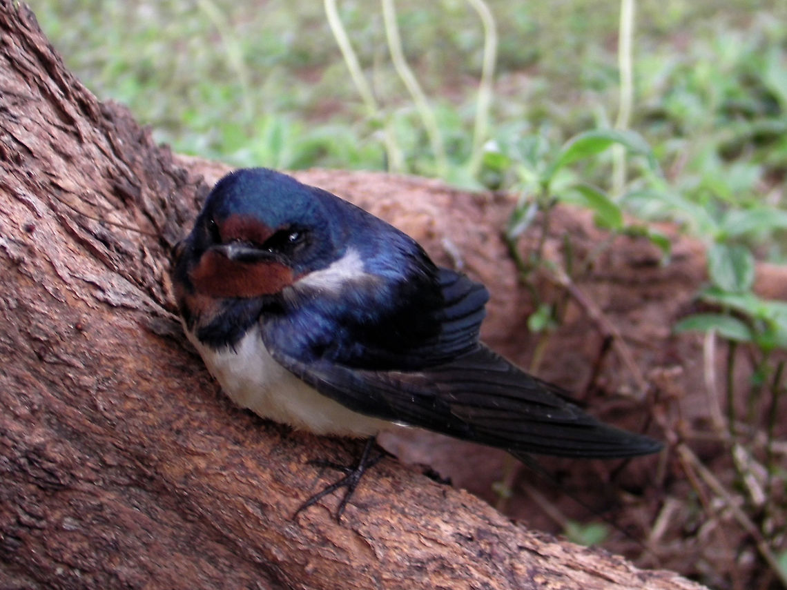 Barn Swallow - Hirundo rustica This was seen on a reclaimed island, Layang-Layang Island in the middle of South China Sea. Barn Swallow,Bird,Geotagged,Hirundo rustica,Layang-Layang Island,Malaysia,Spring
