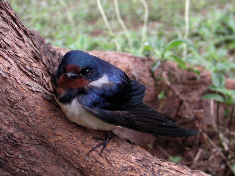 Barn Swallow - Hirundo rustica This was seen on a reclaimed island, Layang-Layang Island in the middle of South China Sea. Barn Swallow,Bird,Geotagged,Hirundo rustica,Layang-Layang Island,Malaysia,Spring