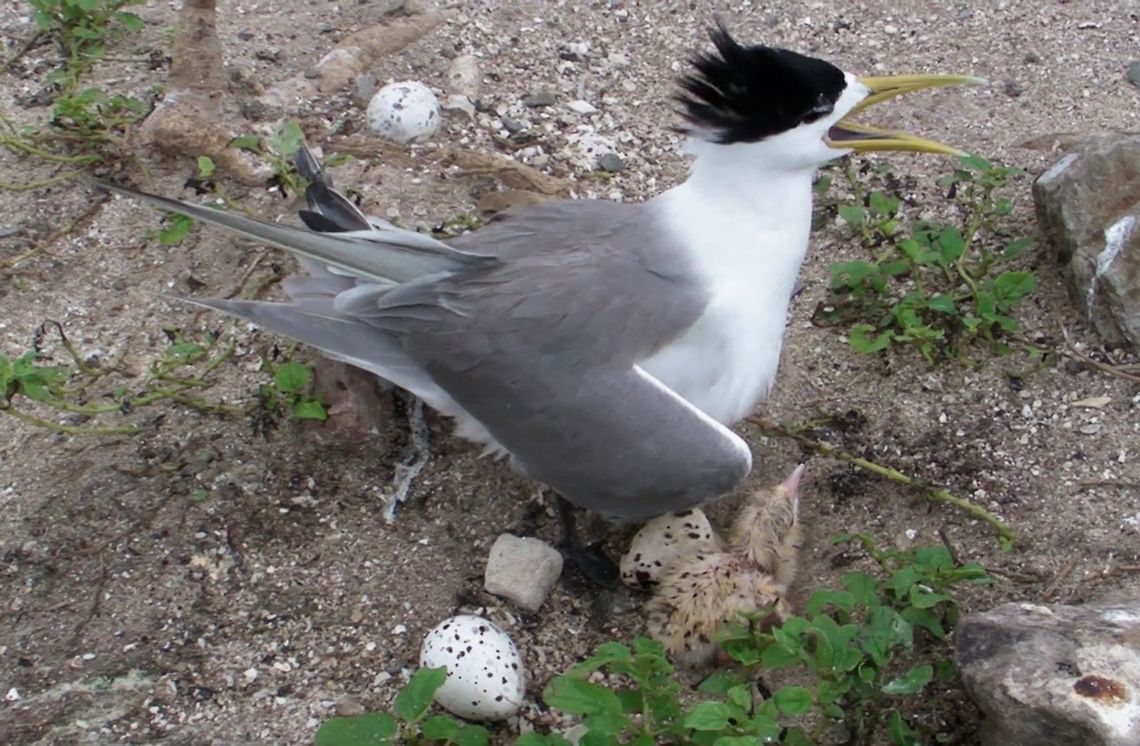 Great Crested Tern - Thalasseus bergii This Great Crested Tern - Thalasseus bergii were seen at Layang-Layang Island, a reclaimed island in the middle of South China Sea.  They are found in the plenty and usually seen taking care of their eggs and chicks. Bird,Geotagged,Greater crested tern,Layang-Layang Island,Malaysia,Thalasseus bergii,Winter