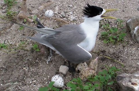 Great Crested Tern - Thalasseus bergii This Great Crested Tern - Thalasseus bergii were seen at Layang-Layang Island, a reclaimed island in the middle of South China Sea.  They are found in the plenty and usually seen taking care of their eggs and chicks. Bird,Geotagged,Greater crested tern,Layang-Layang Island,Malaysia,Thalasseus bergii,Winter