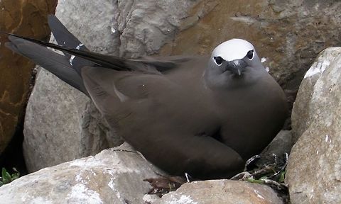 Brown Noddy - Anous stolidus This Brown Noddy - Anous stolidus was seen in big numbers at Layang-Layang Island, a reclaimed Island in the middle of South China Sea.  The island is also used by many migratory birds. Anous stolidus,Bird,Brown noddy,Geotagged,Layang-Layang Island,Malaysia,Winter