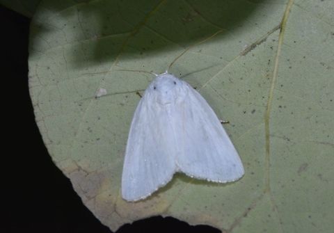 White Moth - Chasmina sp White Moth, from the genus of Chasmina.
Size around 1.5 cm. Chasmina,Chasmina sp,Geotagged,Moth,Palaui,Philippines,Spring,north luzon