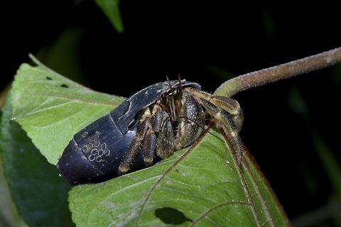Land Hermit Crab This land Hermit Crab is found in abundance in the island of Palaui.
They tends to be nocturnal, coming out at night to feed and can be seen climbing plants. Coenobita,Coenobita sp,Crab,Geotagged,Hermit Crab,Palaui,Philippines,Spring,north luzon
