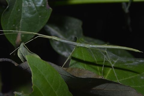 Stick Insect, Phasmid - Female nymph This Stick Insect is all green colour, possibly from the genus Rhamphosipyloidea.
Fairly common on the island of Palaui. Geotagged,Palaui,Phasmid,Philippines,Spring,Stick Insect,north luzon