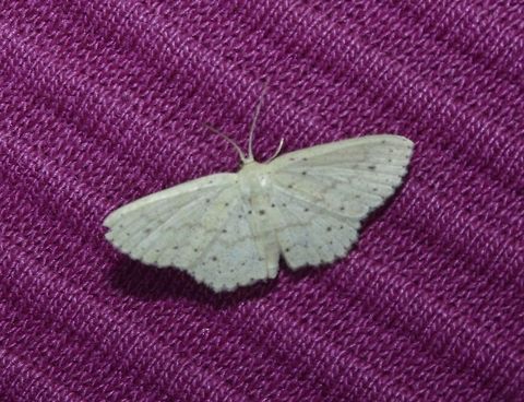 Moth Moth, attracted by the light at night. Geotagged,Moth,Palaui,Philippines,Spring,north luzon