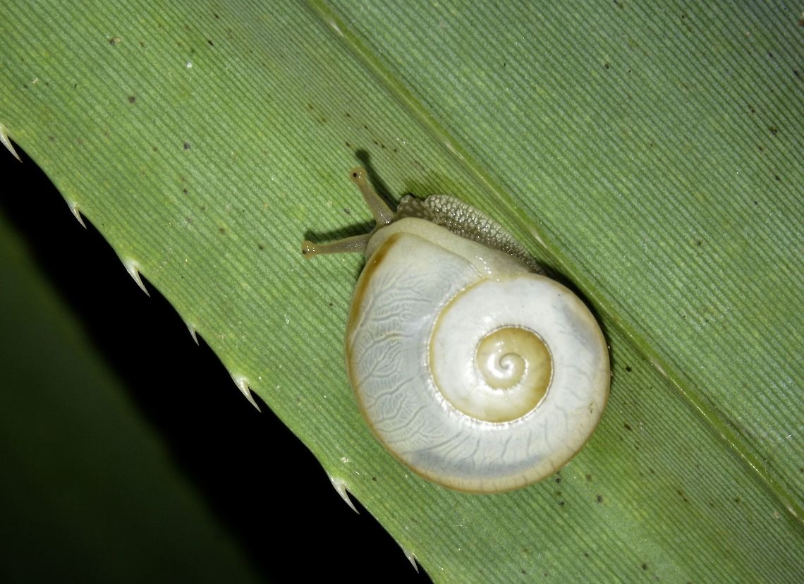 White Snail Snail with white coloured shell, found on Palaui Island. Geotagged,North Luzon,Palaui,Philippines,Snail,Spring