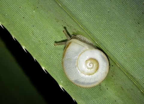 White Snail Snail with white coloured shell, found on Palaui Island. Geotagged,North Luzon,Palaui,Philippines,Snail,Spring