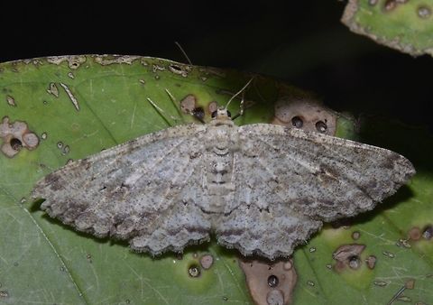 Moth - Ectropis sp Moth, from the genus Ectropis Ectropis,Ectropis sp,Geotagged,Moth,Palaui,Philippines,Spring,north luzon