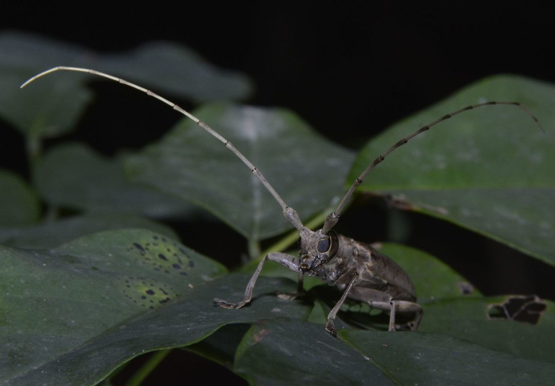 Longhorn Beetle  Beetle,Geotagged,Longhorn Beetle,Palaui,Philippines,Spring,north luzon