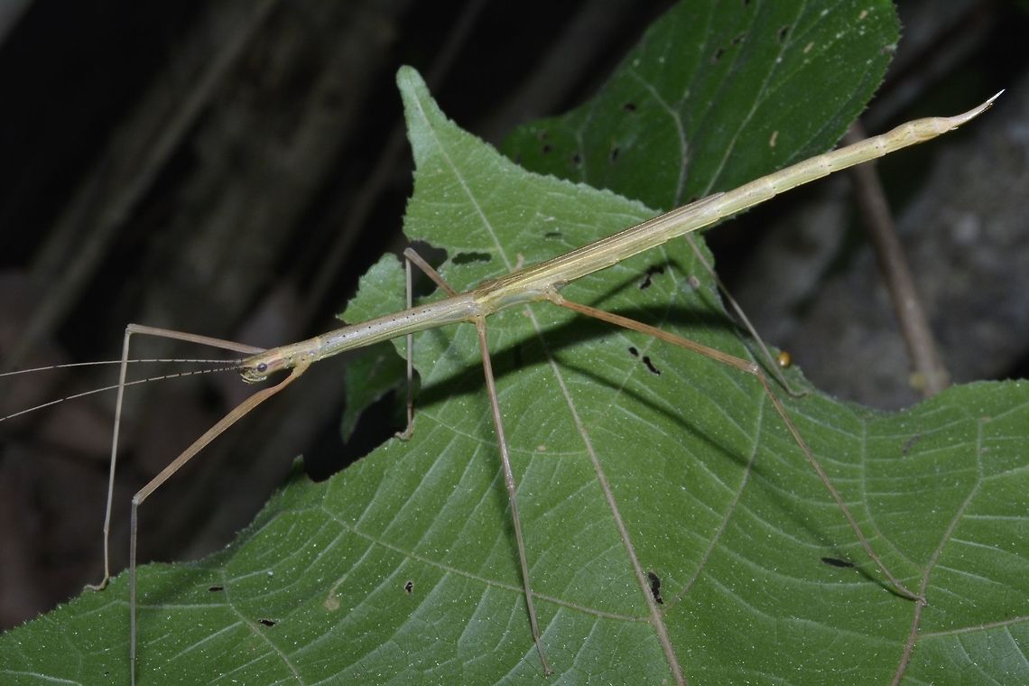 Stick Insect, Phasmid - Rhamphosipyloidea sp Female phasmid from the genus Rhamphosipyloidea.<br />
She has half wings.  This is a green variation.  Picture of the brown variation can be seen here :<br />
<br />
<figure class="photo"><a href="https://www.jungledragon.com/image/48443/stick_insect_phasmid_-_rhamphosipyloidea_sp_female_brown_variation.html" title="Stick Insect, Phasmid - Rhamphosipyloidea sp Female, brown variation"><img src="https://s3.amazonaws.com/media.jungledragon.com/images/2994/48443_thumb.jpg?AWSAccessKeyId=05GMT0V3GWVNE7GGM1R2&Expires=1770854410&Signature=EjClssONCDPGRQ26npmSN7y78T0%3D" width="200" height="134" alt="Stick Insect, Phasmid - Rhamphosipyloidea sp Female, brown variation Female phasmid from the genus Rhamphosipyloidea.<br />
She has half wings. This is a brown variation.  Picture of the green variation can be seen here :<br />
<br />
https://www.jungledragon.com/image/48440/stick_insect_phasmid_-_rhamphosipyloidea_sp.html<br />
<br />
Key feature of the genus Rhamphosipyloidea is the pointed genitalia, which she will use to drill her eggs into substrates. Geotagged,Palaui,Phasmid,Philippines,Rhamphosipyloidea,Rhamphosipyloidea sp,Spring,Stick Insect,north luzon" /></a></figure><br />
<br />
Key feature of the genus Rhamphosipyloidea is the pointed genitalia, which she will use to drill her eggs into substrates. Geotagged,Palaui,Phasmid,Philippines,Rhamphosipyloidea,Rhamphosipyloidea sp,Spring,Stick Insect,north luzon