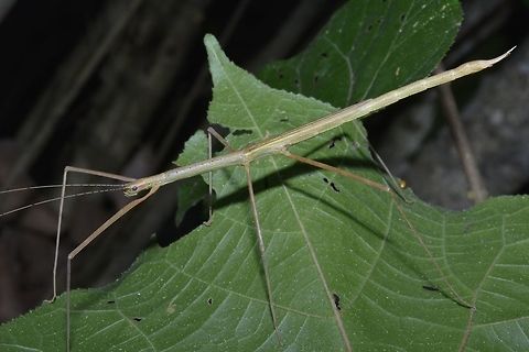 Stick Insect, Phasmid - Rhamphosipyloidea sp Female phasmid from the genus Rhamphosipyloidea.
She has half wings.  This is a green variation.  Picture of the brown variation can be seen here :

https://www.jungledragon.com/image/48443/stick_insect_phasmid_-_rhamphosipyloidea_sp_female_brown_variation.html

Key feature of the genus Rhamphosipyloidea is the pointed genitalia, which she will use to drill her eggs into substrates. Geotagged,Palaui,Phasmid,Philippines,Rhamphosipyloidea,Rhamphosipyloidea sp,Spring,Stick Insect,north luzon