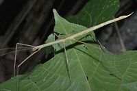 Stick Insect, Phasmid - Rhamphosipyloidea sp Female phasmid from the genus Rhamphosipyloidea.<br />
She has half wings.  This is a green variation.  Picture of the brown variation can be seen here :<br />
<br />
https://www.jungledragon.com/image/48443/stick_insect_phasmid_-_rhamphosipyloidea_sp_female_brown_variation.html<br />
<br />
Key feature of the genus Rhamphosipyloidea is the pointed genitalia, which she will use to drill her eggs into substrates. Geotagged,Palaui,Phasmid,Philippines,Rhamphosipyloidea,Rhamphosipyloidea sp,Spring,Stick Insect,north luzon