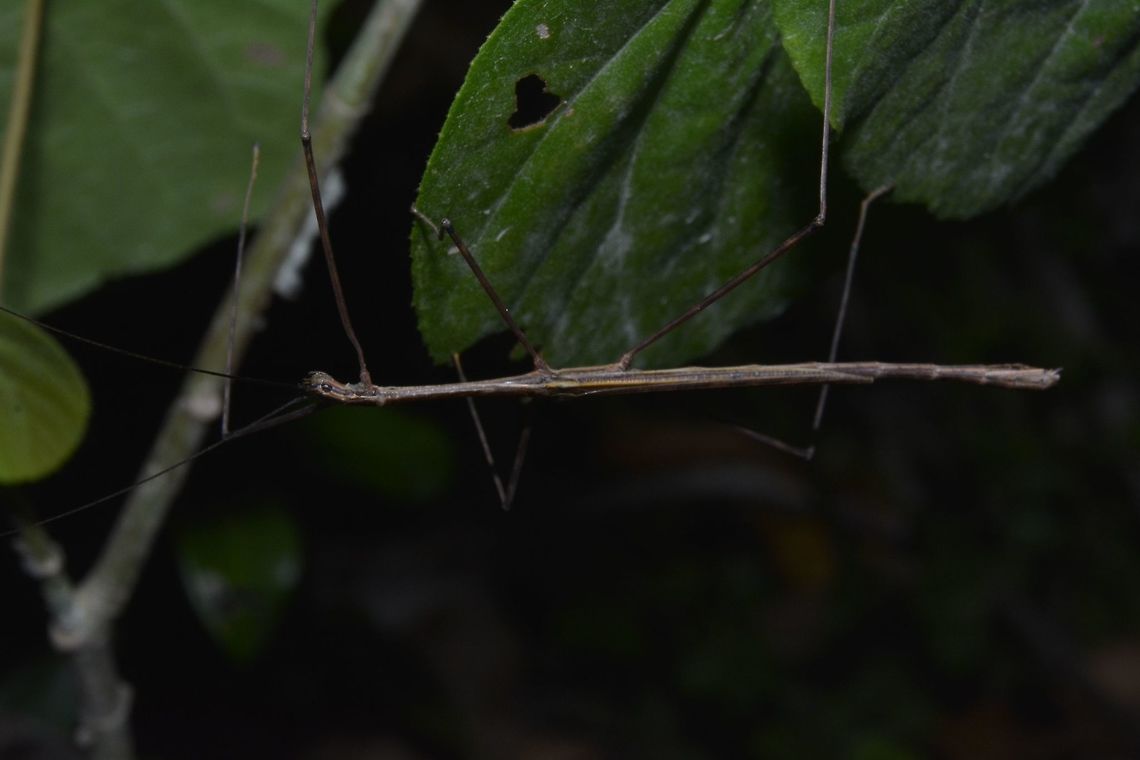 Stick Insect, Phasmid - Rhamphosipyloidea sp Male This is possibly the male Phasmid from the genus Rhamphosipyloidea.<br />
<br />
This was found in abundance on the island of Palaui and usually found around the female, as seen in this picture :<br />
<br />
<figure class="photo"><a href="https://www.jungledragon.com/image/48440/stick_insect_phasmid_-_rhamphosipyloidea_sp.html" title="Stick Insect, Phasmid - Rhamphosipyloidea sp"><img src="https://s3.amazonaws.com/media.jungledragon.com/images/2994/48440_thumb.jpg?AWSAccessKeyId=05GMT0V3GWVNE7GGM1R2&Expires=1759968010&Signature=3l1kKcfdepIYUaaz4D9rlJMTyp8%3D" width="200" height="134" alt="Stick Insect, Phasmid - Rhamphosipyloidea sp Female phasmid from the genus Rhamphosipyloidea.<br />
She has half wings.  This is a green variation.  Picture of the brown variation can be seen here :<br />
<br />
https://www.jungledragon.com/image/48443/stick_insect_phasmid_-_rhamphosipyloidea_sp_female_brown_variation.html<br />
<br />
Key feature of the genus Rhamphosipyloidea is the pointed genitalia, which she will use to drill her eggs into substrates. Geotagged,Palaui,Phasmid,Philippines,Rhamphosipyloidea,Rhamphosipyloidea sp,Spring,Stick Insect,north luzon" /></a></figure><br />
<br />
 Geotagged,Philippines,Spring