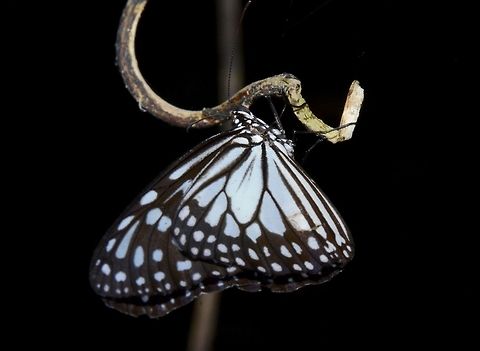 Grey Glassy Tiger Butterfly  Geotagged,Grey Glassy Tiger,Ideopsis juventa manillana,Philippines,Spring
